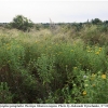 coeno pamphilus biotope1 kher